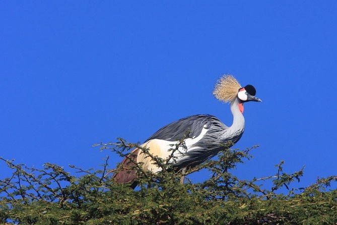 Nairobi City Tour