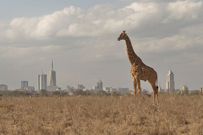 Nairobi National Park Tour - Tour Overview