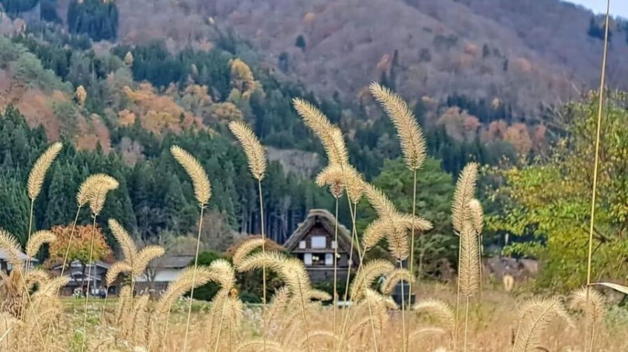 One-Day Private Trip to Shirakawa-go and Takayama - Trip Overview and Pricing