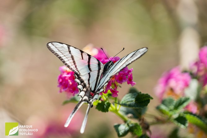 Openwork Butterfly Garden