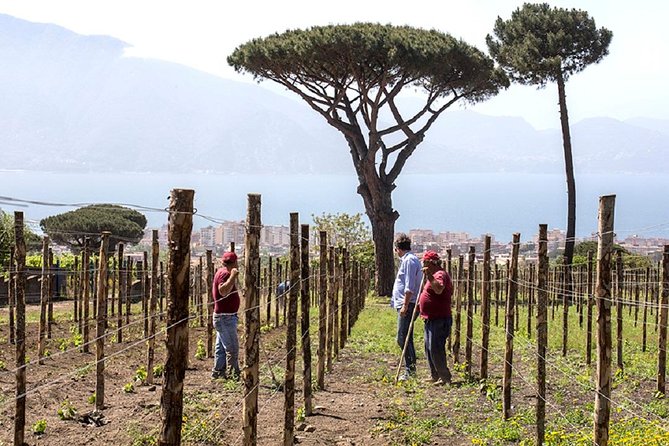Organic Wine Tasting & Lunch on Vesuvius With Transfer From Naples - Included in the Package