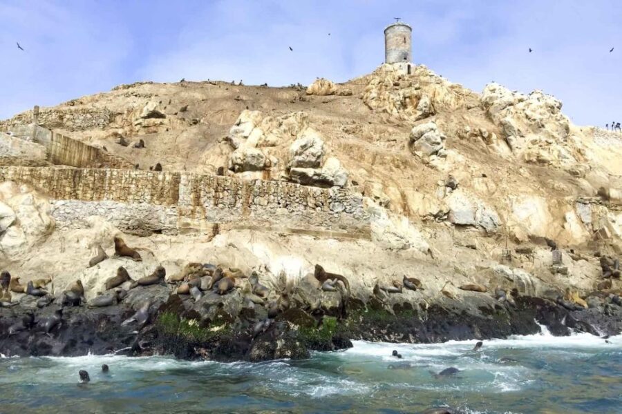 Palomino Islands: Swim With Sea Lions in the Pacific Ocean - Tour Overview