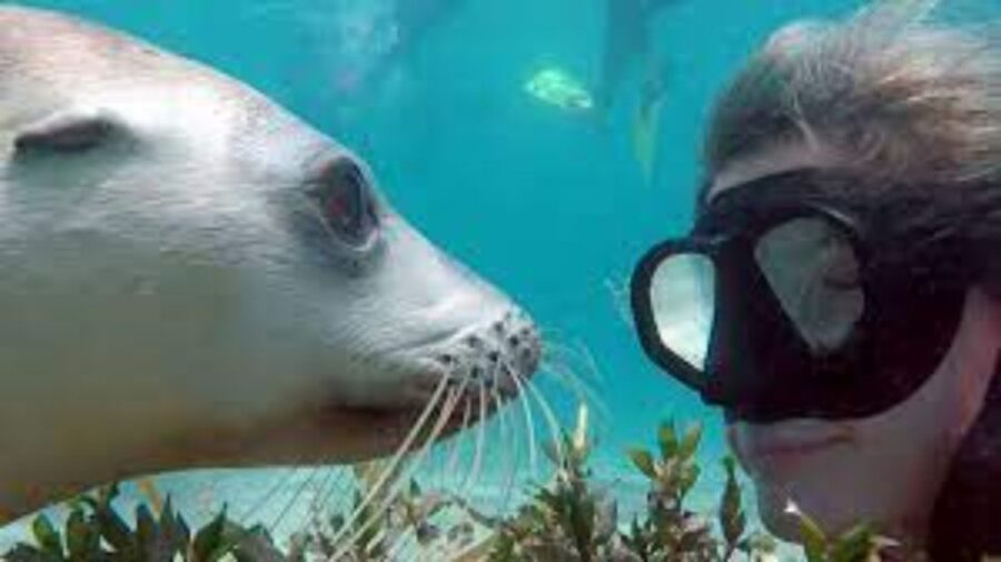 Palomino Islands – Swimming With Sea Lions