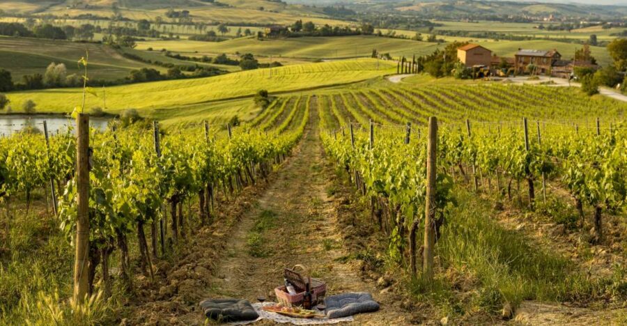 Picnic in Vineyards With a Bottle of Rosso Di Montalcino