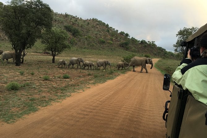 Pilanesberg National Park Safari From Johannesburg