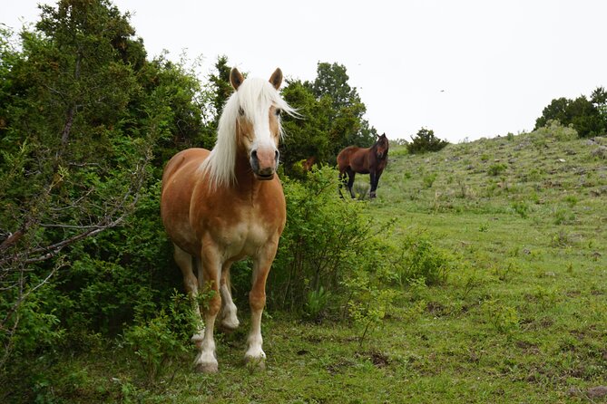Pony Lead a Fun Experience for Young Children - Overview of the Pony Ride