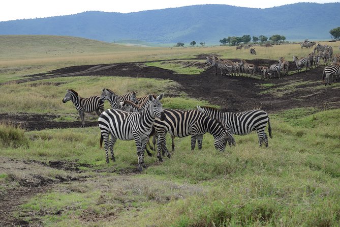 Private Day Tour in Serval Wildlife and Kikuletwa Hot Spring - Highlights of Serval Wildlife