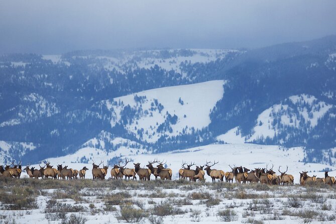 Private Grand Teton Winter Wildlife Safari With Picnic Lunch
