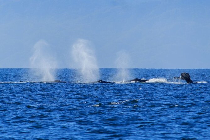 Private Half Day Whale Watching Expedition in Puerto Vallarta - Overview of the Expedition