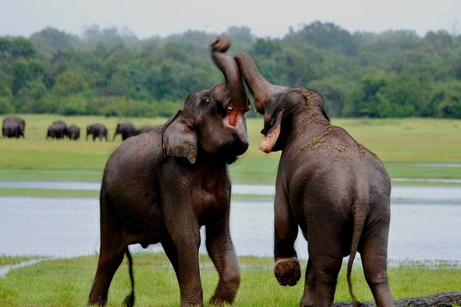 Private Jeep Safari Tour at Wilpattu National Park From Sigiriya or Dambulla