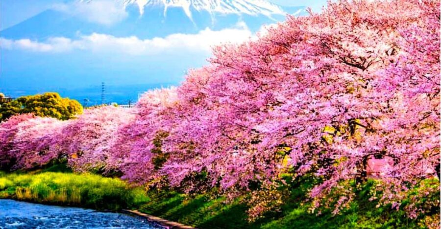 Private Mount Fuji Sightseeing Day Trip With English Guide - Tour Overview and Pricing