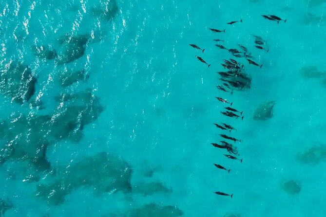 Private Snorkeling Cruise + Seabob in Waikiki, Oahu
