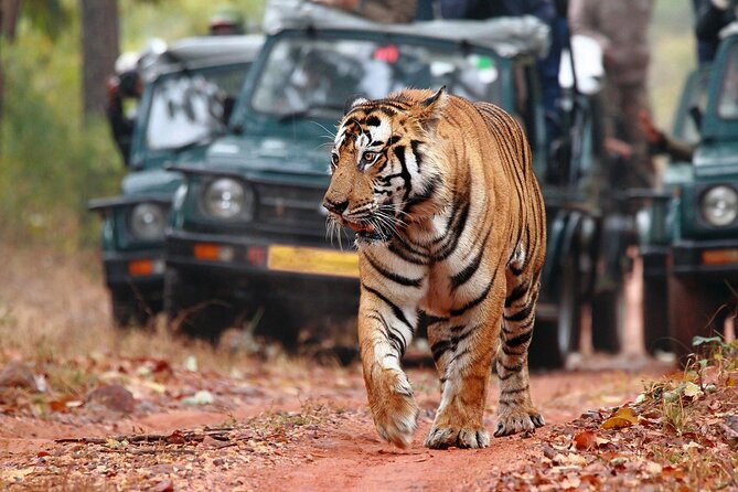Private Tour: 2-Day Ranthambore National Park From Jaipur