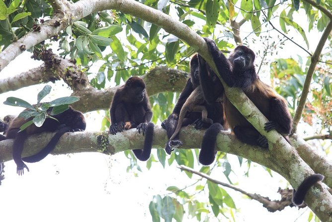 Private Tour Punta Laguna Monkey Sanctuary Zip Line