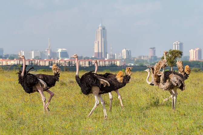 Private Tour Safari To Nairobi National Park