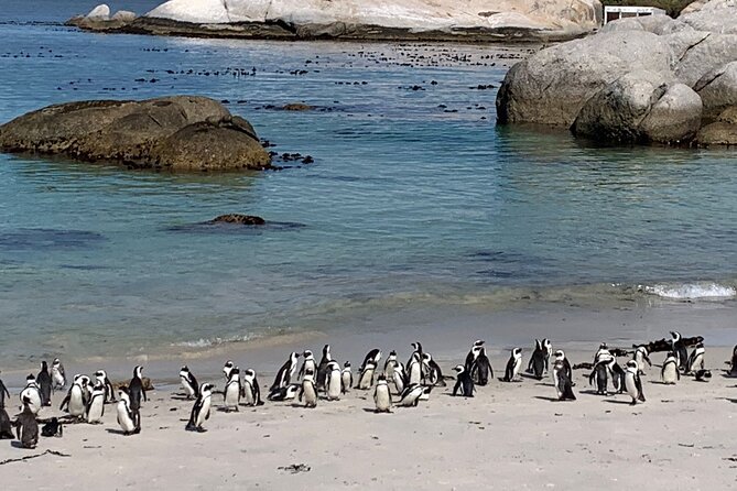 Private Tour: Table Mountain Boulders Beach Penguin Cape Point