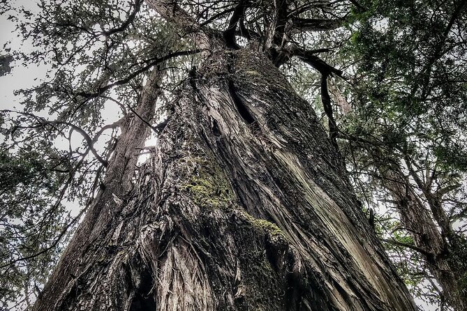 Private Tour to Suba Forest and Highest Peak With Lunch