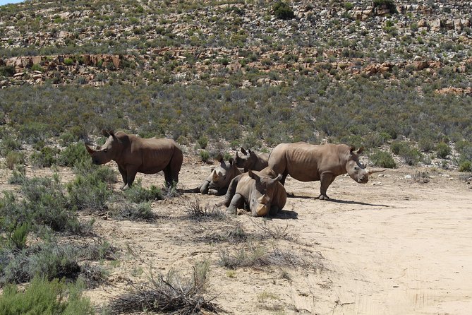Private Transfer to Safari Big 5 at Aquila From Cape Town Excluding Entry Fees
