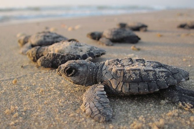 Private Turtle Watching Experience - Experience Overview