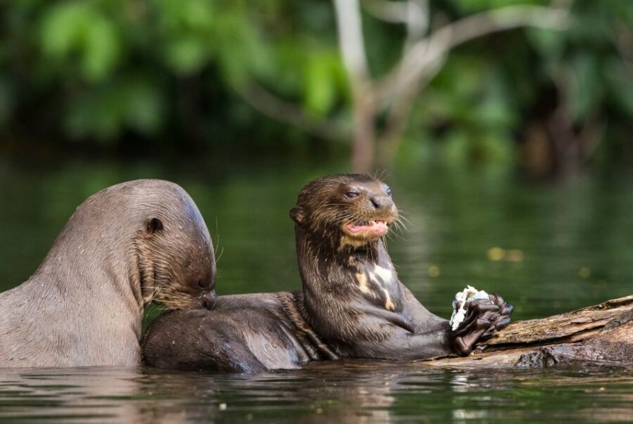 Puerto Maldonado: Tambopata National Reserve 4-Days