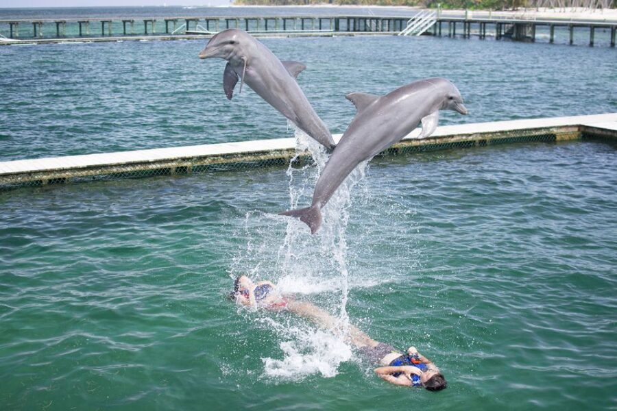 Punta Cana: Dolphin Experience in the Sea