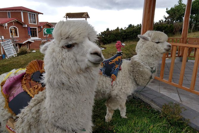 Quilotoa Crater Lake Private Day Tour: Trekking, Market, Art and Llamas