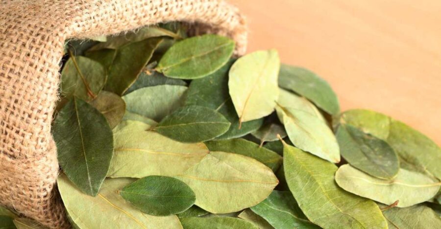 Reading Your Future in Coca Leaf in English