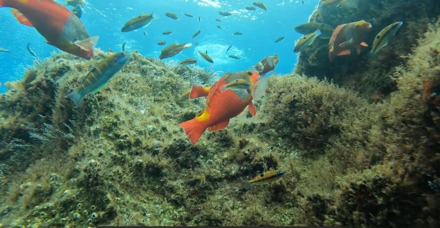 Reef Fish Watching