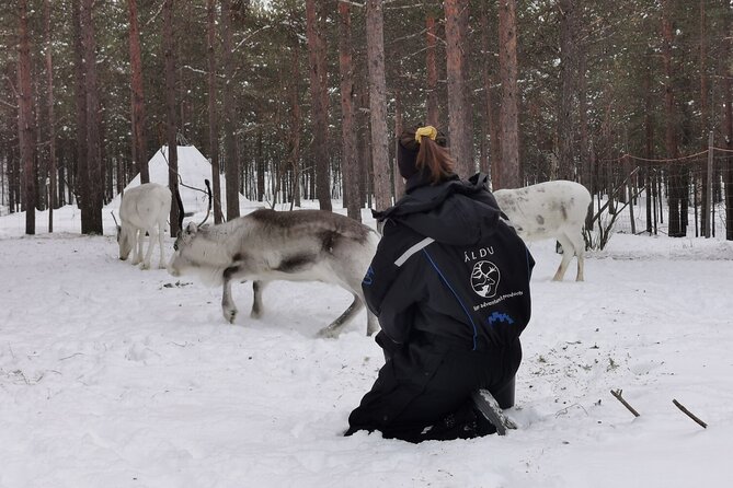 REINDEER FEEDING - Join Us for a Unique Moment With Our REINDEER - Experience Reindeer Feeding in Karasjok