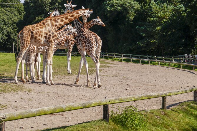 Republished: Skip-The-Line Hellabrunn Zoo in Munich With Transfe