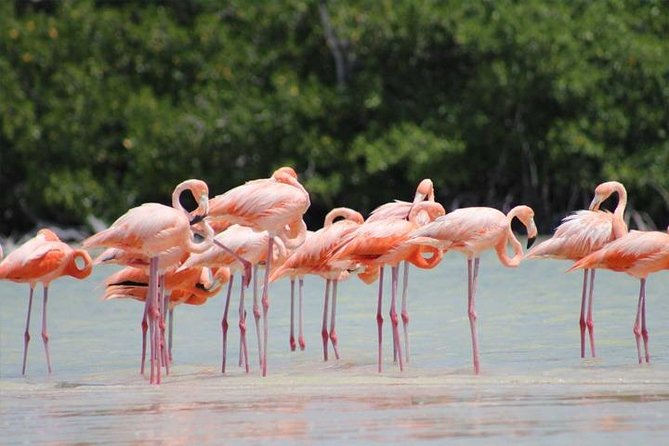 Río Lagartos and Las Coloradas Private Tour From Merida