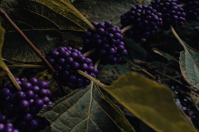 Rovaniemi: Mushrooms & Wild Berries Picking Tour - What to Expect