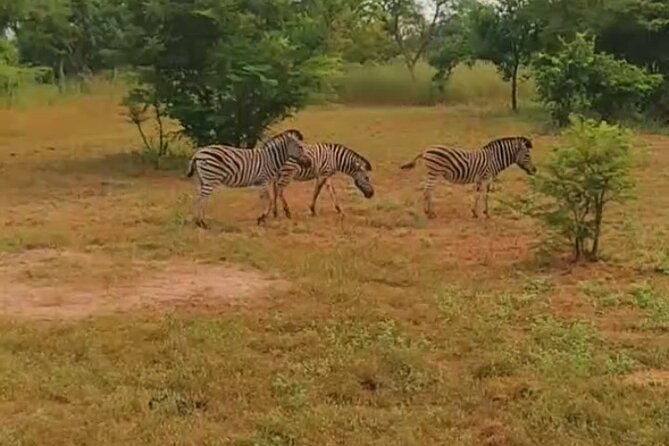 Safari Game Park