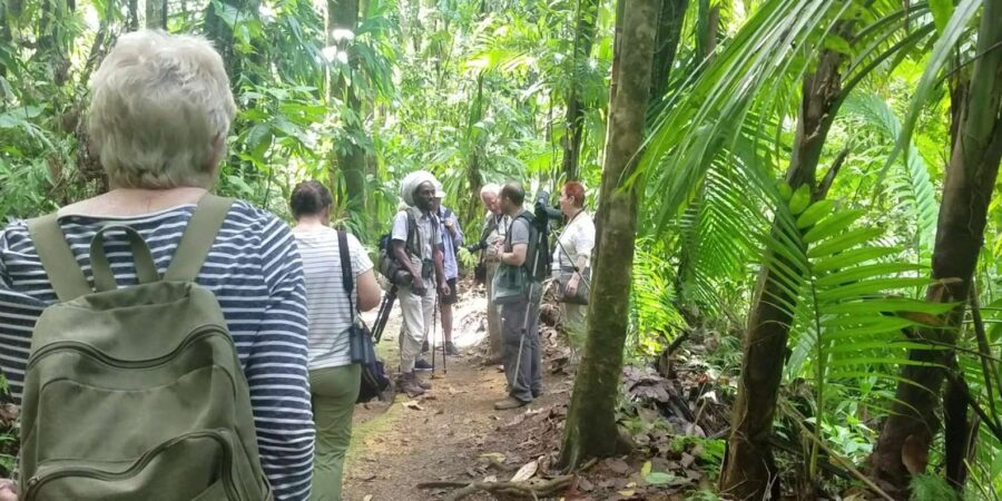 Saint Lucia W.I: Bird Watching and Nature Hike