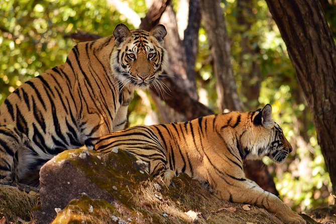 Secrets of Wild India Tour