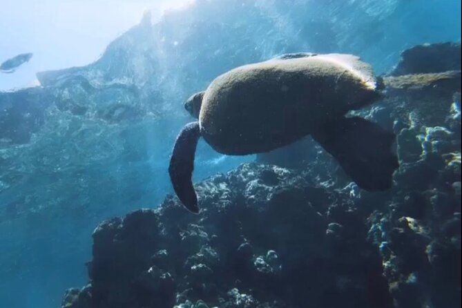 Semi -Private Snorkel Escursions in Lahaina, Maui
