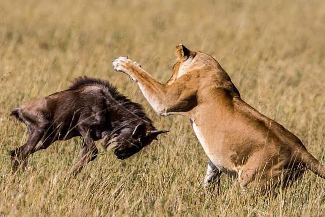 Serengeti National Park, Ngorongoro Conservation Area 3 Days Two Nights - Itinerary Overview