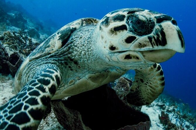 Small-Group Introductory Scuba Dive in Cozumel