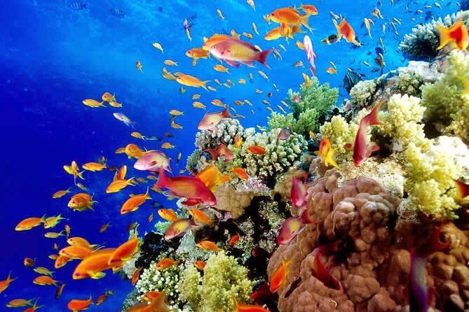 Snorkel in Yalku Reefs & Cenote + ATV + 4 Ziplines + Lunch - Snorkeling Yalku Reefs & Cenote