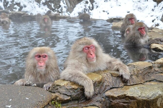 Snow Monkey and Obuse From Nagano