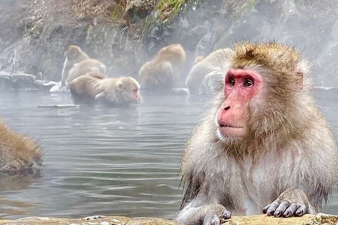 Snow Monkeys Sake Tasting Zenko-ji and Monzen Terrace Lunch - Tour Overview