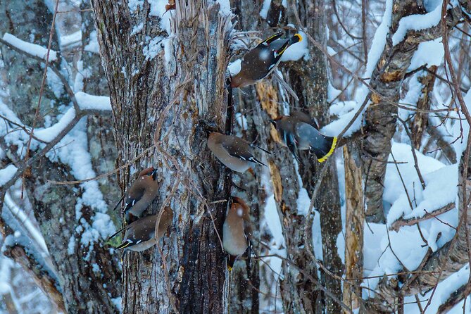 Snowshoe Adventures and Onsen Bliss Winter Escape in Furano