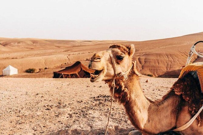 Sunset Camel Ride Experience at the Agafay Rocky Desert.