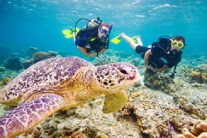 Swimming With Turtles & Dugong at Marsa Mubarak From Port Ghalib