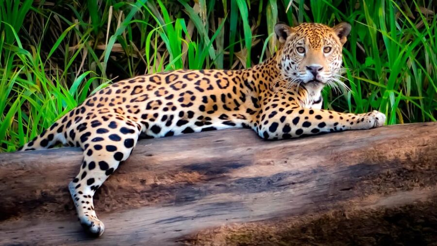 Tambopata 4Days/3Nights
