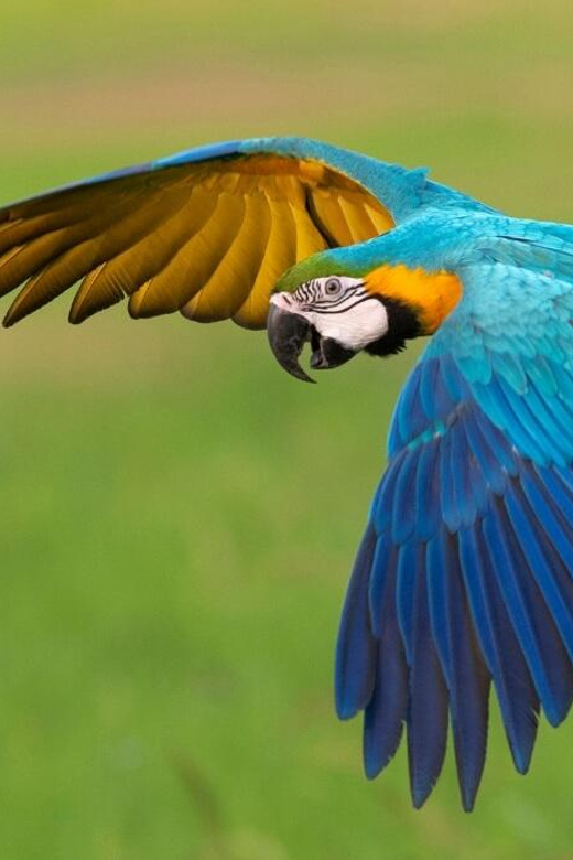 TAMBOPATA COLLPAS LODGE EXPEDITION 4D/3N