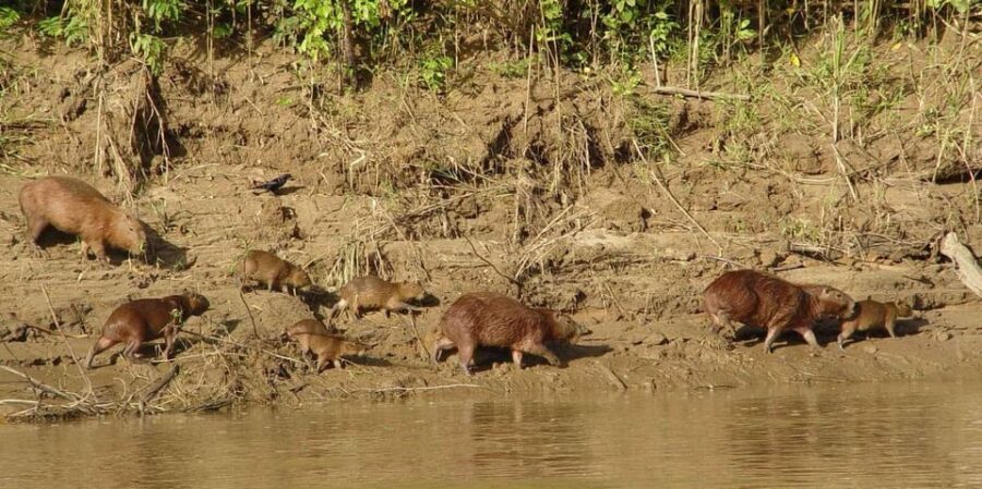 Tambopata: Mashiguenga Family + Tambopata Reserve 5-Days