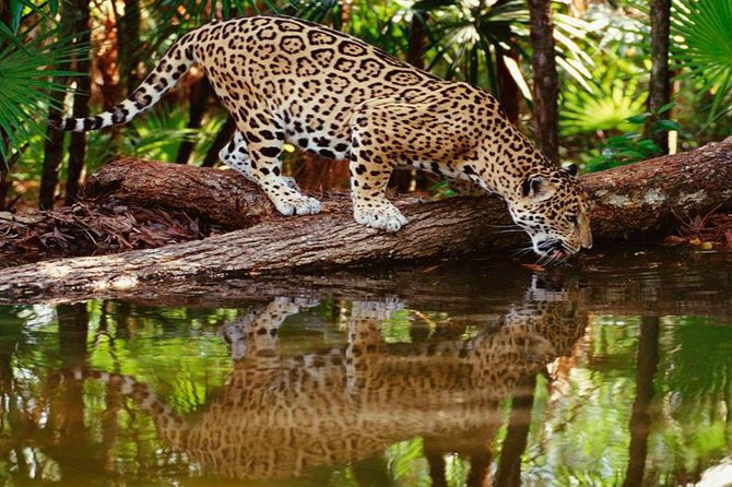 Tambopata (Puerto Maldonado) 5 Days - Overview of the Tour