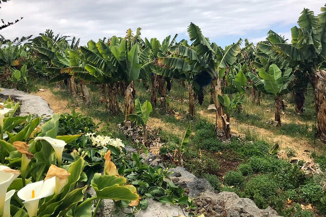Taste of Tenerife Tour With Wine Tasting