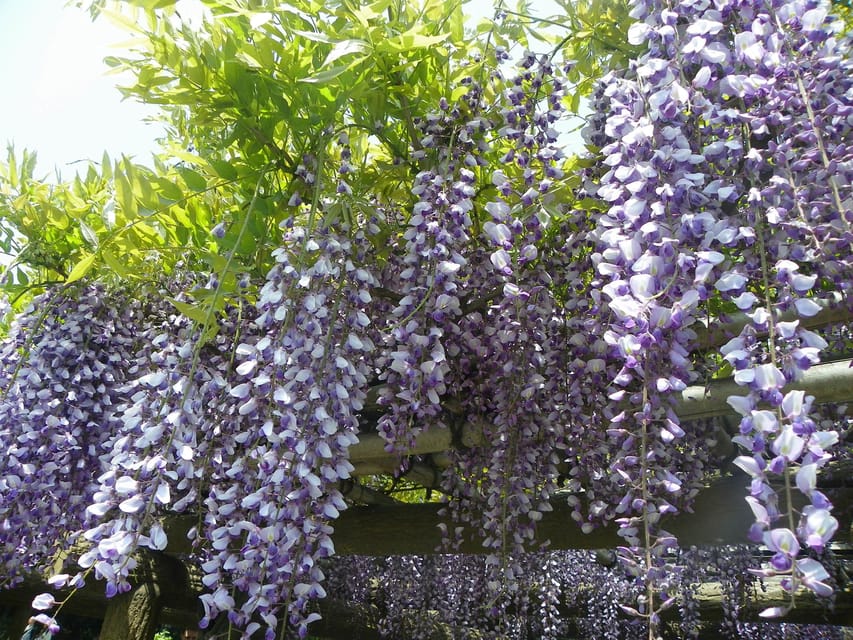 Tokyo: Japanese Garden Walking Tour With Tea and Sweets